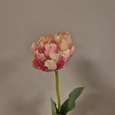 Tulp roze